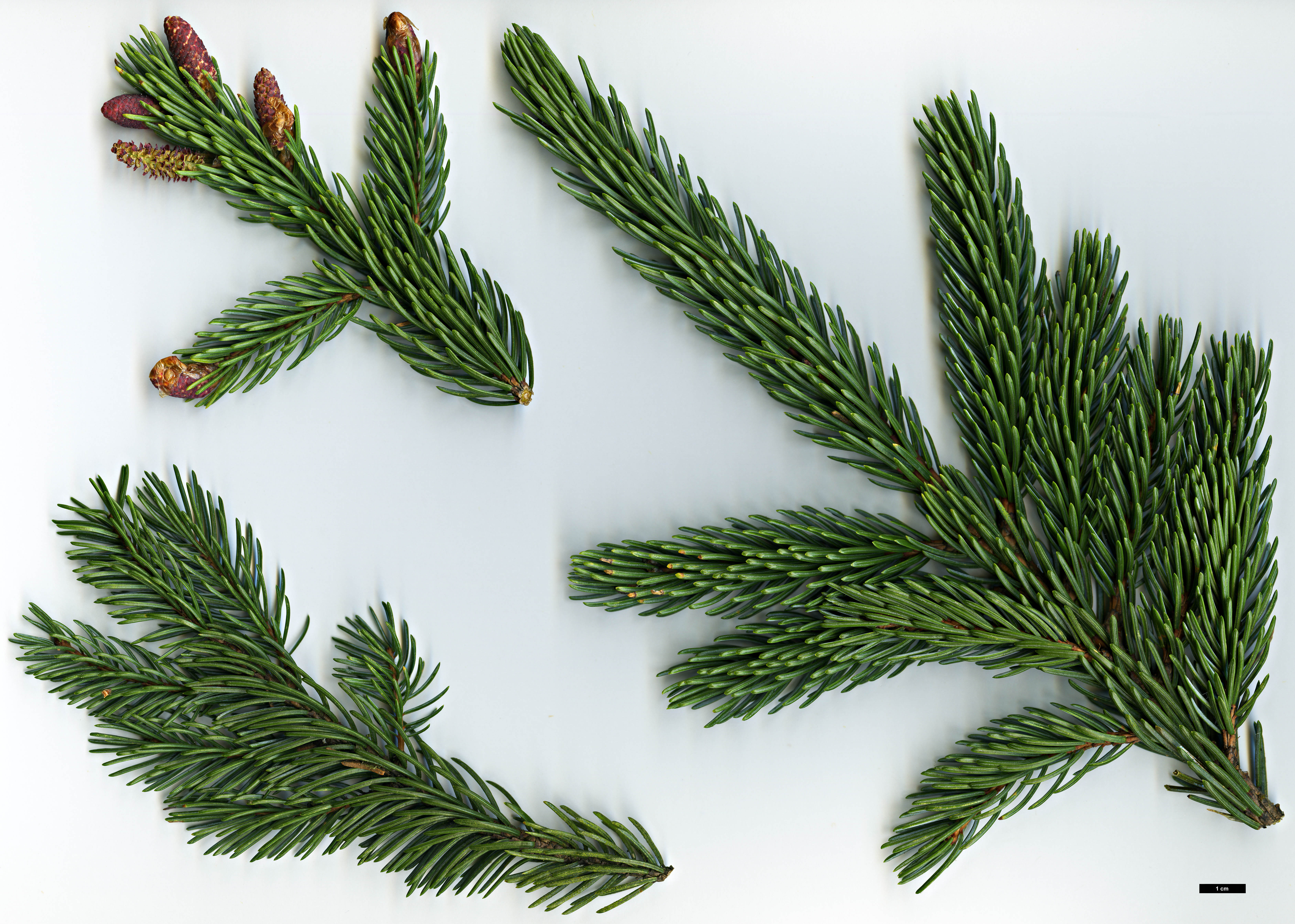 High resolution image: Family: Pinaceae - Genus: Picea - Taxon: alcoquiana - SpeciesSub: var. reflexa